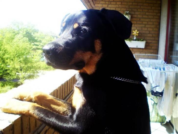 Blanding af racer Enzo billede 11