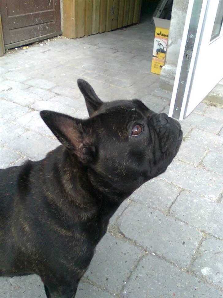 Fransk bulldog Lilo *RIP* - lilo :b <3 billede 13