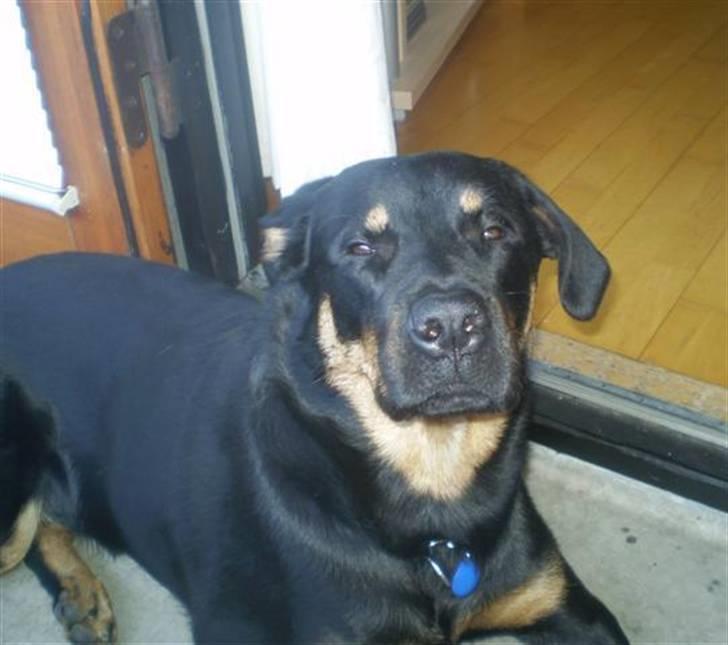 Blanding af racer Enzo billede 12