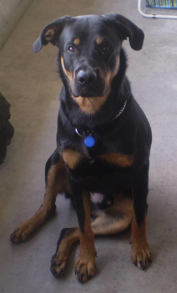 Blanding af racer Enzo billede 13