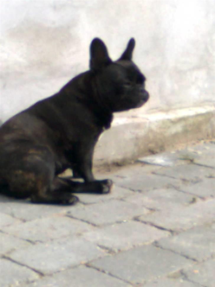 Fransk bulldog Lilo *RIP* - dejlige<3 billede 14