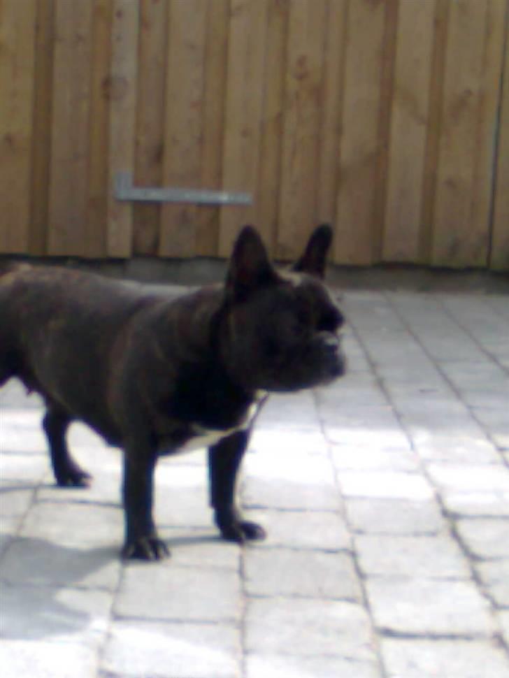 Fransk bulldog Lilo *RIP* - lilo :b <3 billede 15