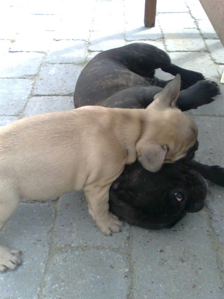 Fransk bulldog Lilo *RIP* - dem igen :b billede 16