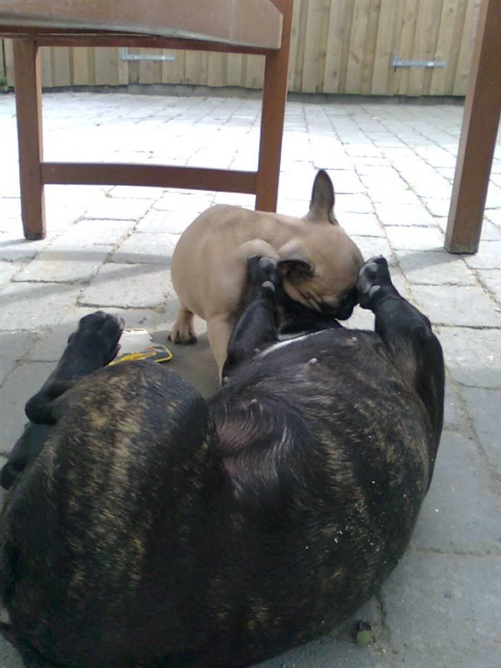 Fransk bulldog Lilo *RIP* - Leg (; billede 17