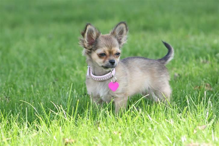 Chihuahua Paris - yndlings billede :D  billede 1