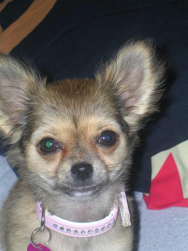 Chihuahua Paris billede 2