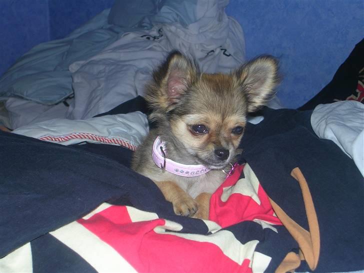 Chihuahua Paris billede 4