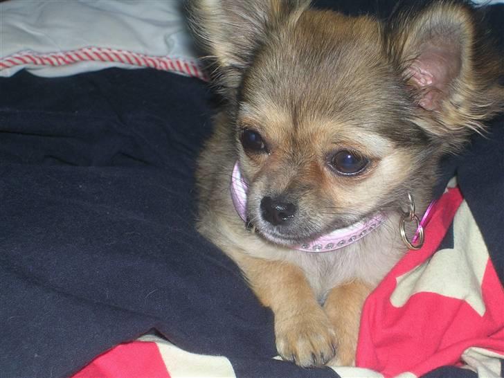 Chihuahua Paris billede 6