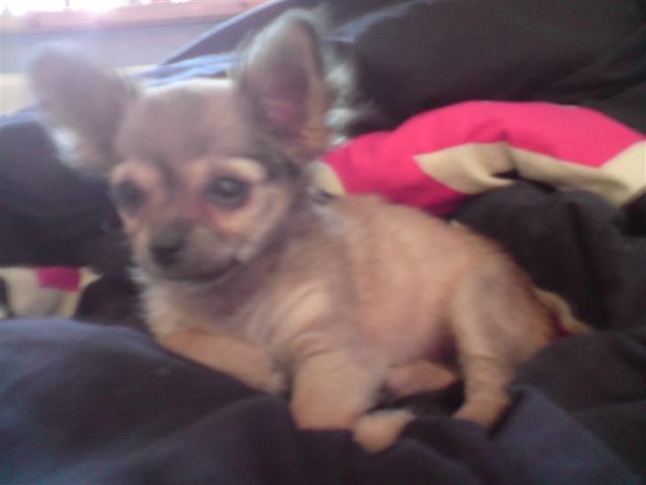 Chihuahua Paris - fordi jeg elsker min hund billede 9