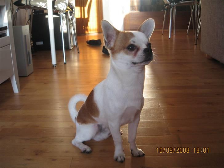 Chihuahua boo billede 1