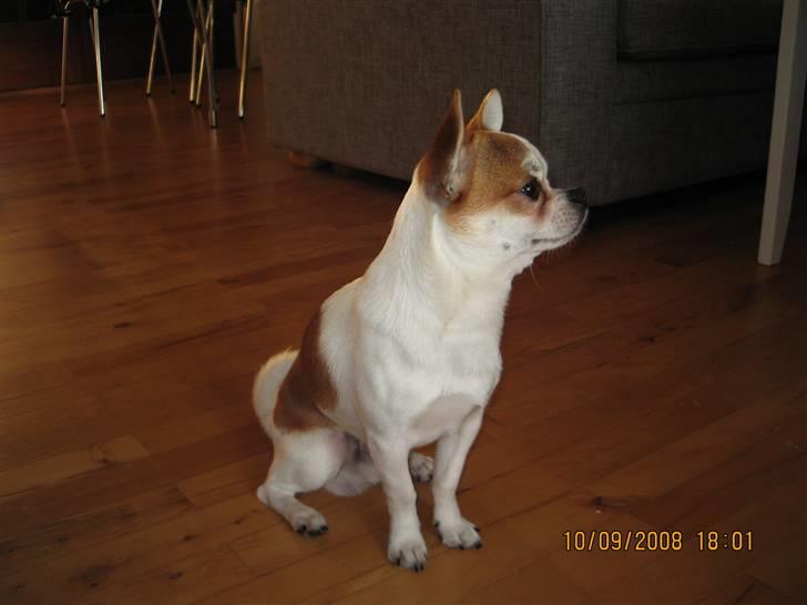 Chihuahua boo billede 2