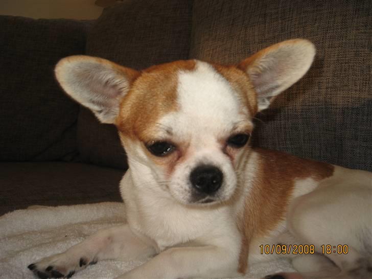 Chihuahua boo billede 3