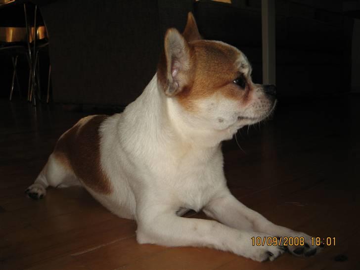 Chihuahua boo billede 4