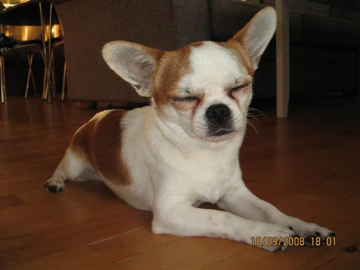 Chihuahua boo billede 5