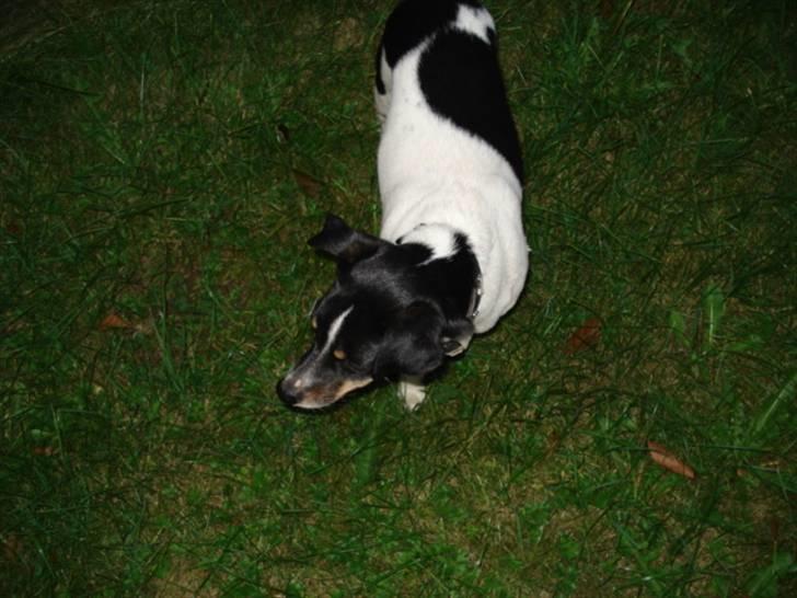 Dansk svensk gaardhund Snoopy os kaldet Numse billede 12
