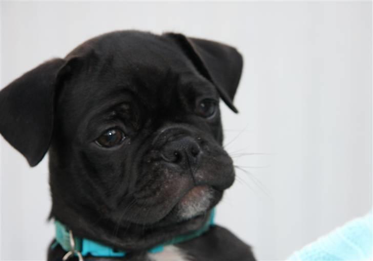 Blanding af racer Gizmo billede 1