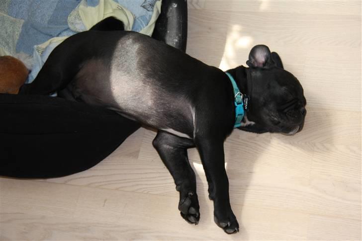 Blanding af racer Gizmo billede 2