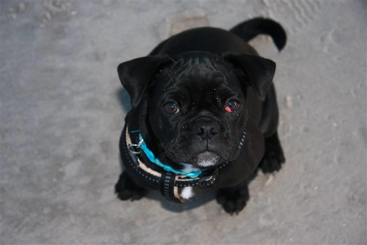 Blanding af racer Gizmo billede 3