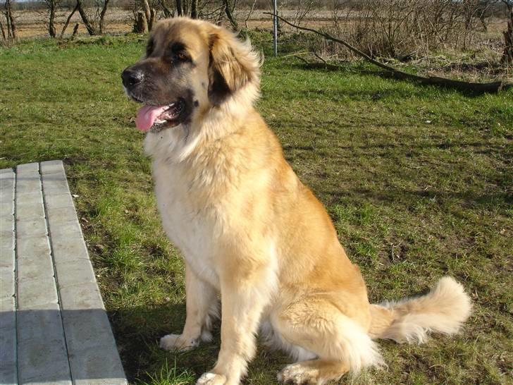 Leonberger malou R.I.P du er elsket og savnet min pige  billede 1