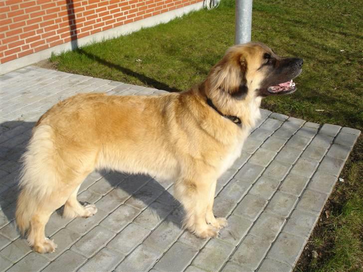 Leonberger malou R.I.P du er elsket og savnet min pige  billede 2