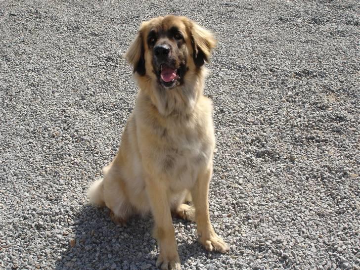 Leonberger malou R.I.P du er elsket og savnet min pige  billede 3