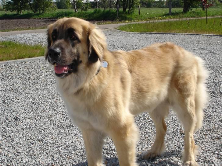 Leonberger malou R.I.P du er elsket og savnet min pige  billede 4