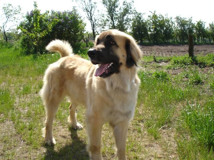 Leonberger malou R.I.P du er elsket og savnet min pige  billede 5