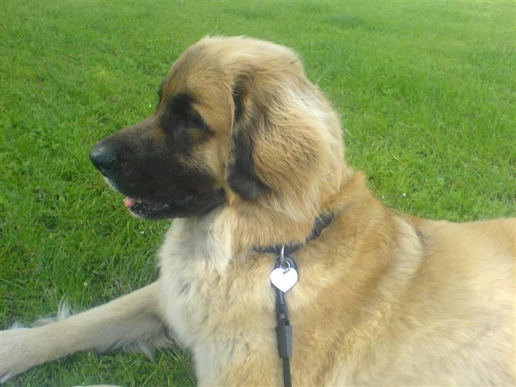Leonberger malou R.I.P du er elsket og savnet min pige  billede 6