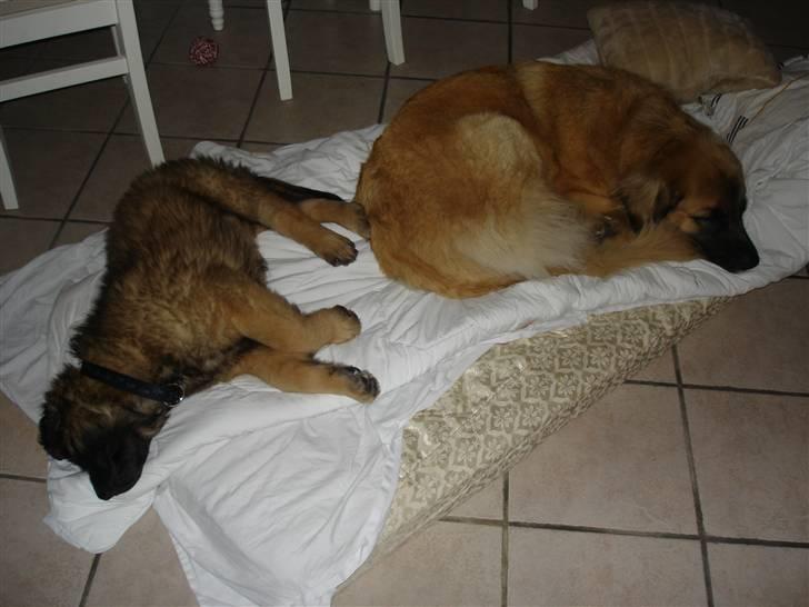 Leonberger malou R.I.P du er elsket og savnet min pige  billede 7