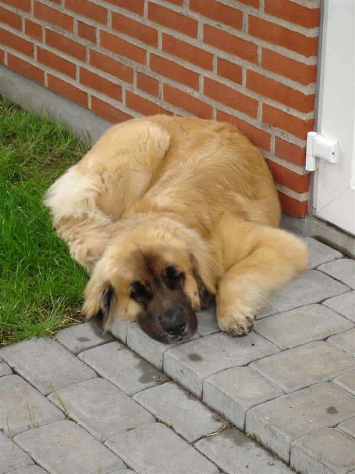 Leonberger malou R.I.P du er elsket og savnet min pige  billede 8