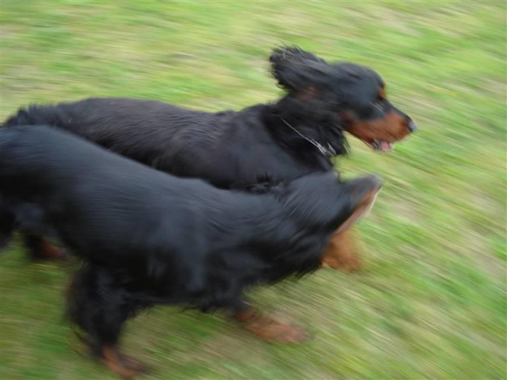 Gordon setter RUKILA'S Clive billede 19