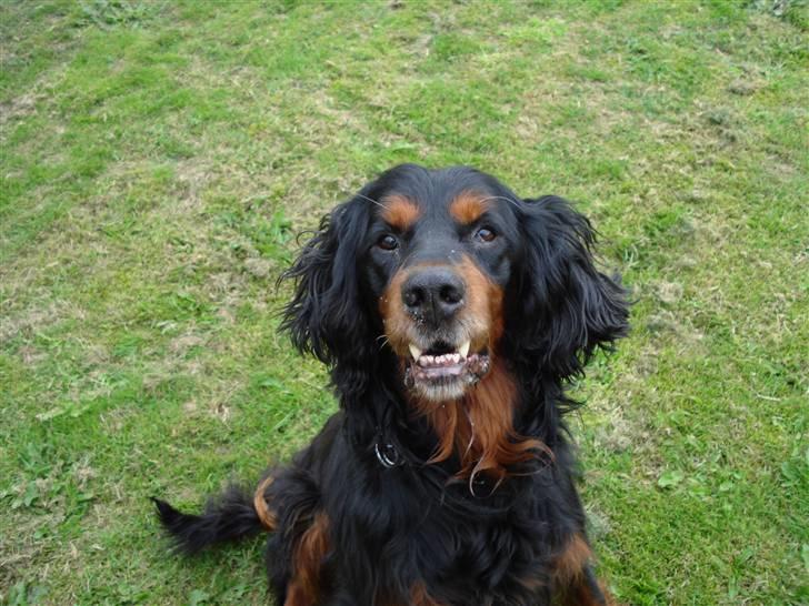 Gordon setter HØJTOFTE'S I Clyde*R.I.P* billede 17