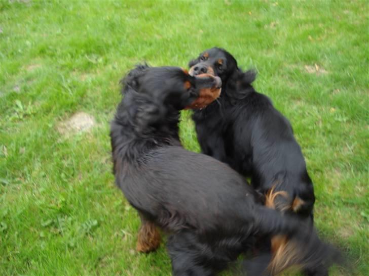 Gordon setter HØJTOFTE'S I Clyde*R.I.P* billede 18
