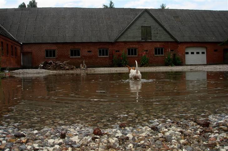 Jack russell terrier » Haldumlunds My Shela « billede 18