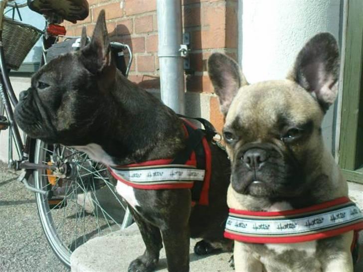 Fransk bulldog Tinga billede 3