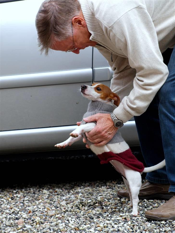 Jack russell terrier » Haldumlunds My Shela « - HALLØJ BEDST FAR!       :D billede 19