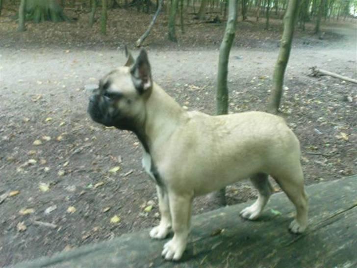Fransk bulldog Tinga billede 4