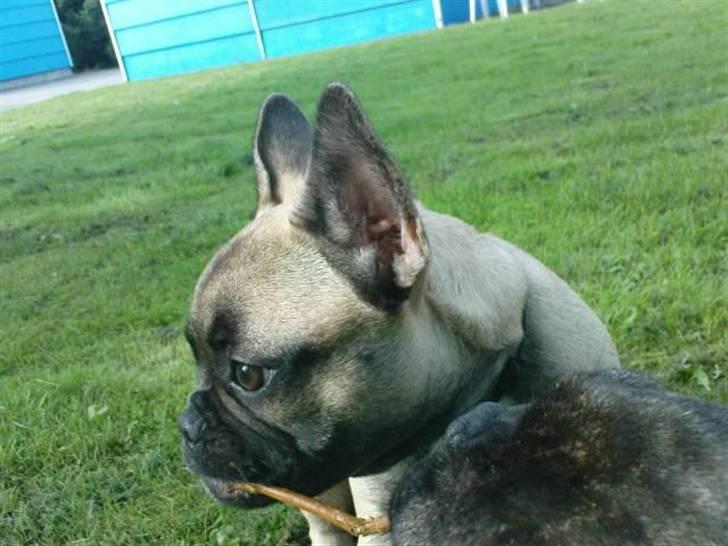 Fransk bulldog Tinga billede 5
