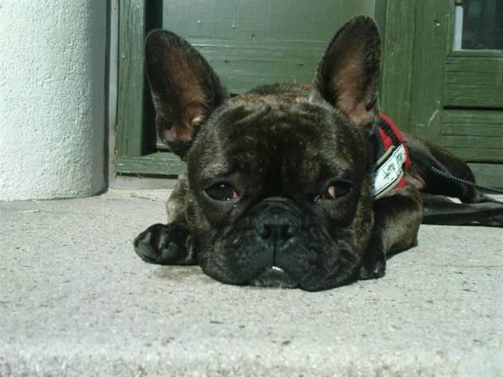 Fransk bulldog Bella billede 11