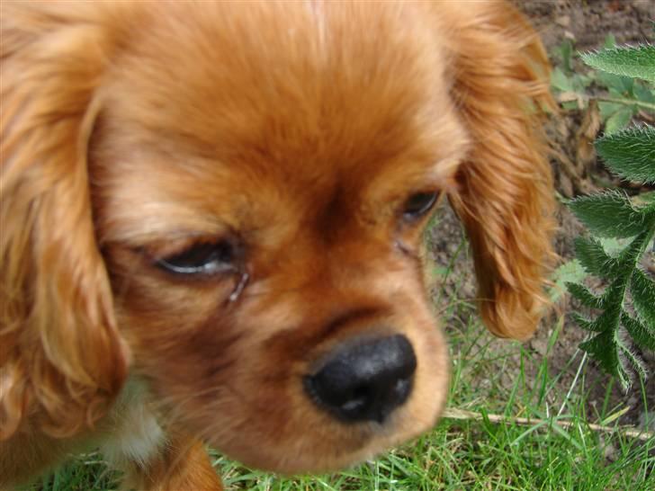 Cavalier king charles spaniel Lady Duchess billede 1