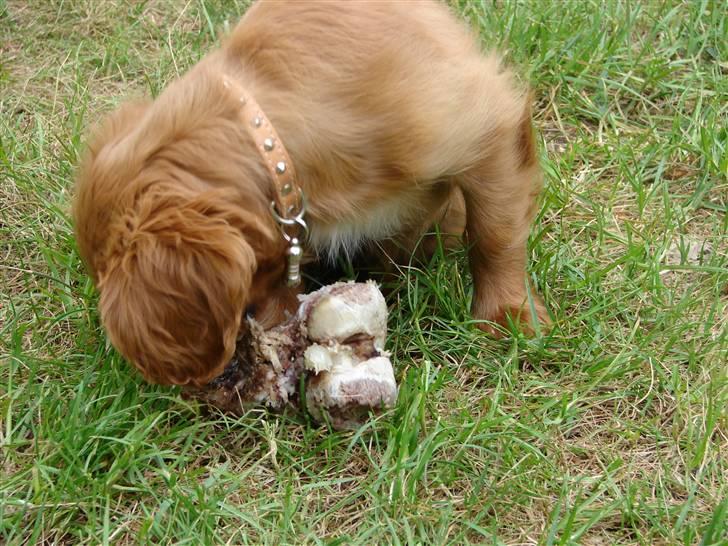 Cavalier king charles spaniel Lady Duchess - Lille knogle - stor hund, eller er det omvendt? billede 3