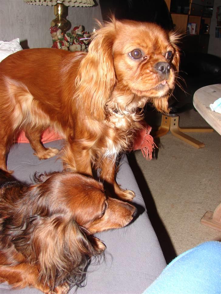 Cavalier king charles spaniel Lady Duchess - Jeg elsker at have besøg - så må vi lidt mere end normalt - f.eks. være i sofaen. billede 4