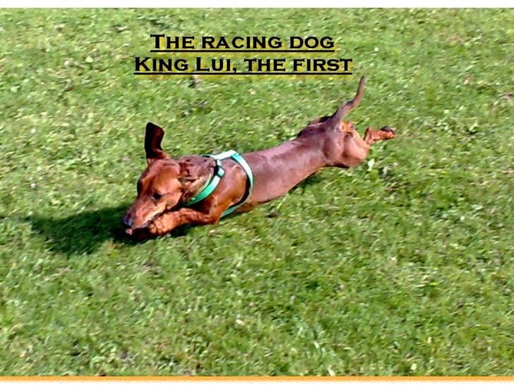 Gravhund Lui - SE, hvor jeg flyver henover græsset, Jubii...jeg elsker det billede 6