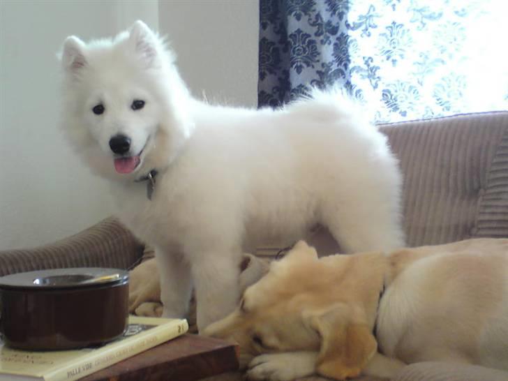 Samojedhund Silver (mine forældres) *RIP* - Smukke dreng, her 6 mdr. gammel billede 1