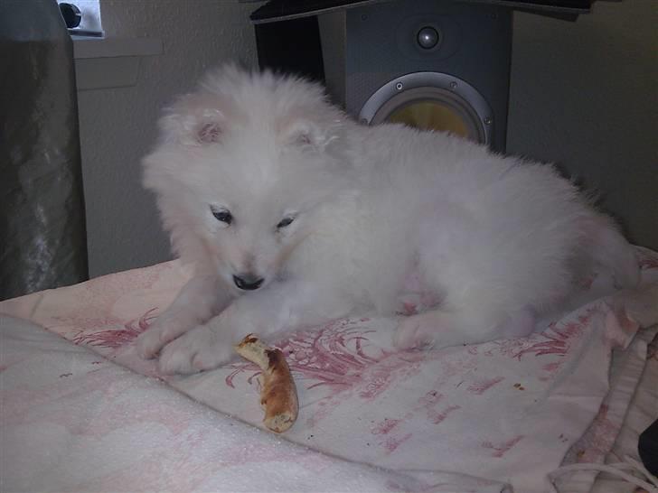 Samojedhund Silver (mine forældres) *RIP* - I skal ikke lade jer narre - selvom han ligner en prinsesse med det lyserøde tæppe er han en han ;) billede 6