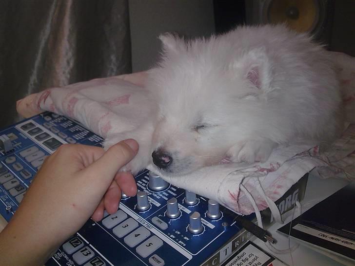 Samojedhund Silver (mine forældres) *RIP* - Sovehvalpen billede 7