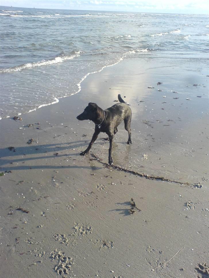 Blanding af racer Trunte<3 - Solgt. billede 11