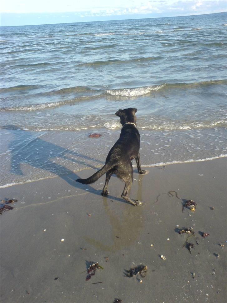 Blanding af racer Trunte<3 - Solgt. billede 12