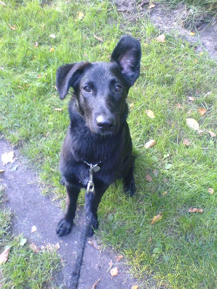 Blanding af racer Trunte<3 - Solgt. billede 13