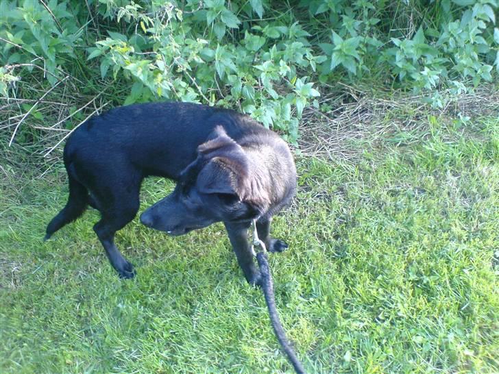 Blanding af racer Trunte<3 - Solgt. billede 14